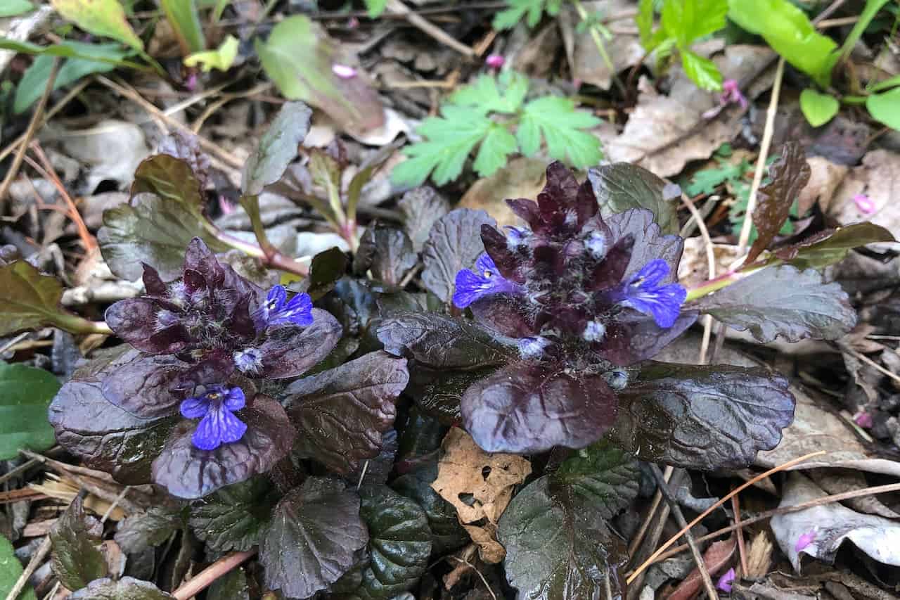 Ajuga Black Scallop Bugleweed with dark foliage and small violet flowers growing among forest floor debris and fallen leaves
