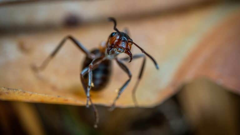 Close up of an ant