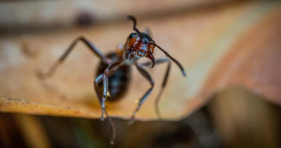 Close up of an ant