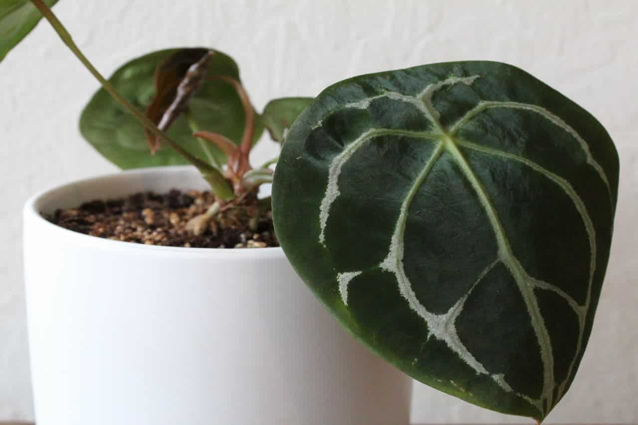 Anthurium Forgetii with heart-shaped, dark green leaf showing prominent white veins, growing in white pot