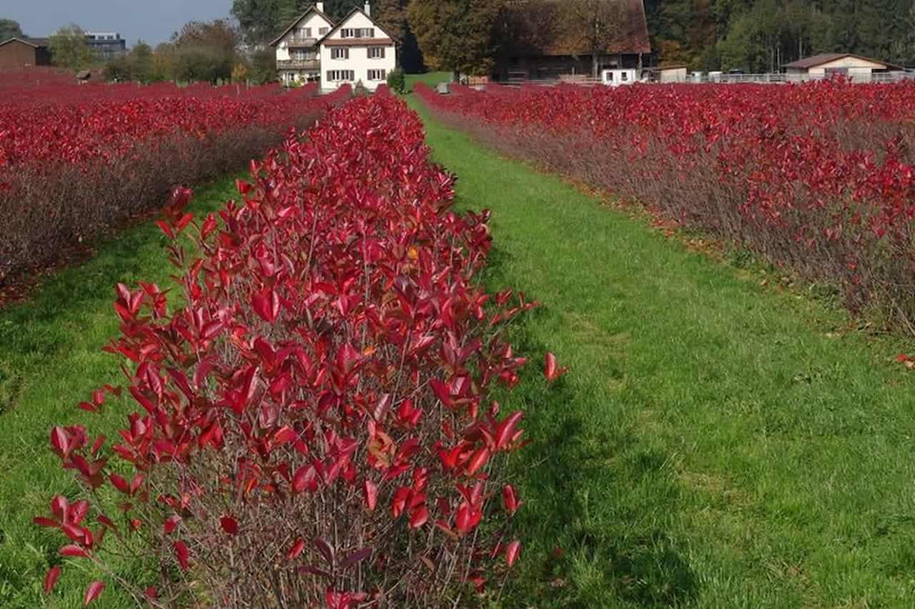Field of vibrant Black Chokeberry 'Autumn Magic' bushes in autumn with grass path leading to white farmhouse and rural buildings