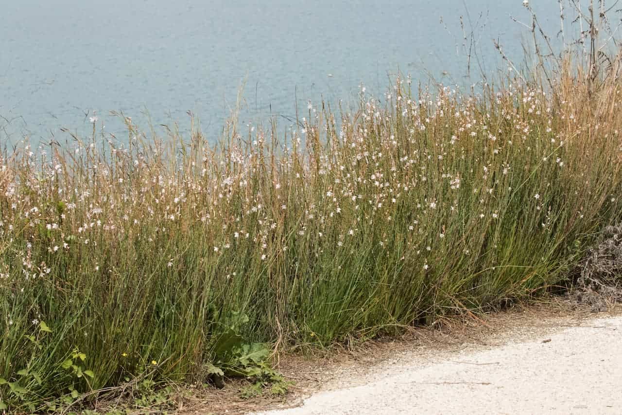 Tall onion weed vegetation with small white flowers growing along a path overlooking calm blue water