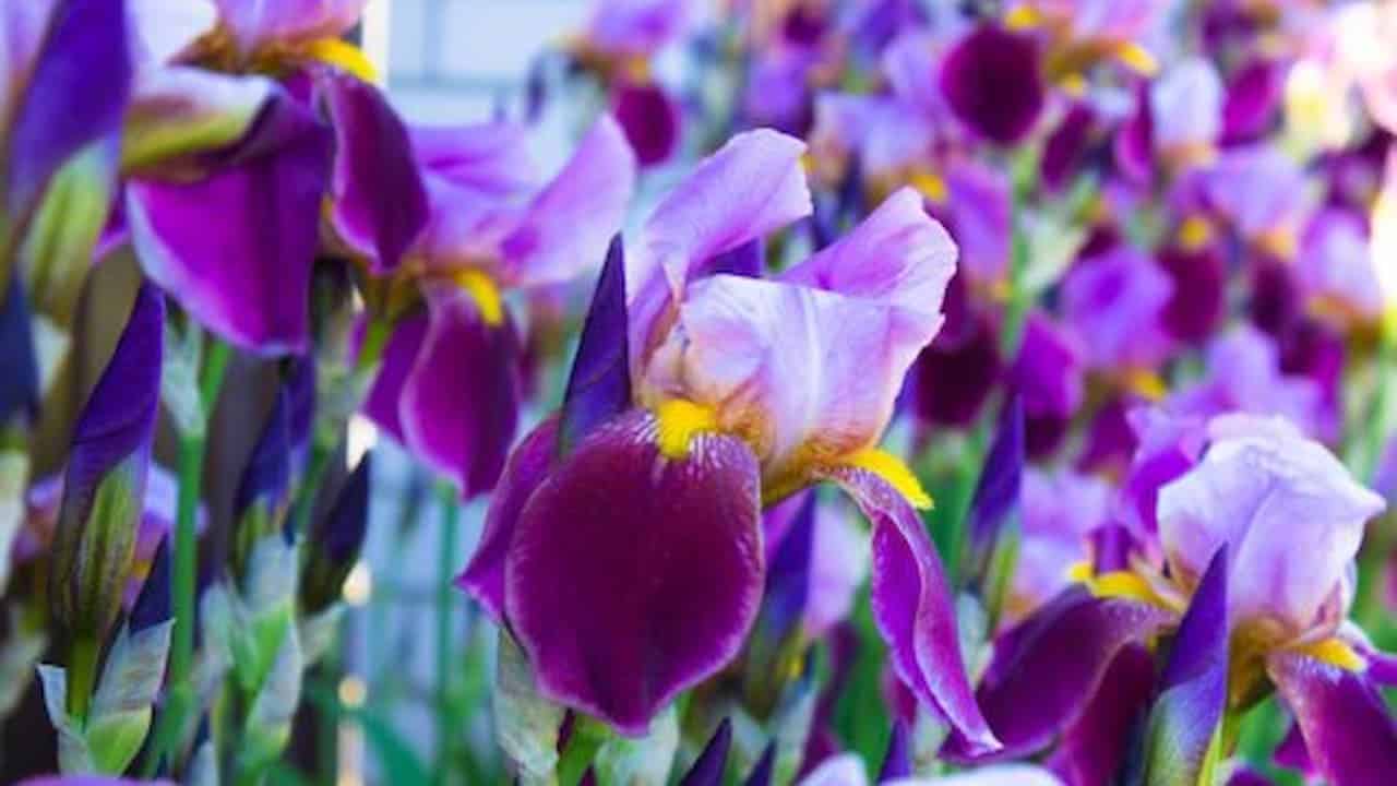 Vibrant purple and yellow iris flowers blooming in a garden with multiple blossoms and green stems