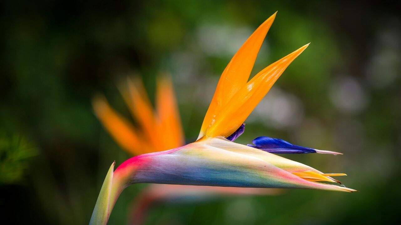 Bird of Paradise
