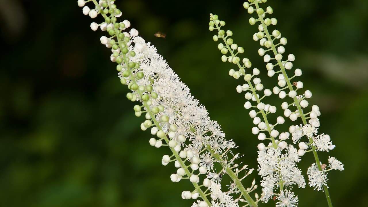 Slender stems of Cimicifuga (Black Cohosh) flowers with delicate star-shaped blooms and unopened buds against blurred green background