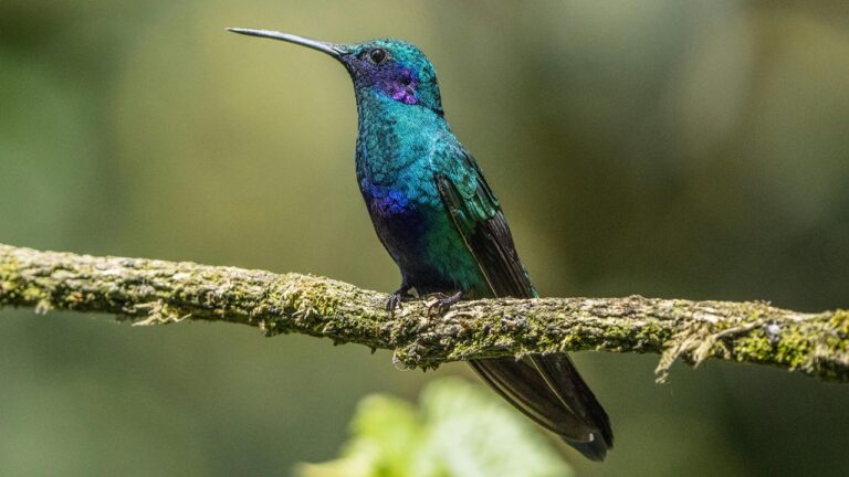 Blue Hummingbird Branch Perch