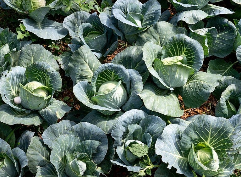 Overhead view of cabbage plants growing in field, blue-green heads forming among layered leaves, rich soil visible between plants, vegetable garden crop