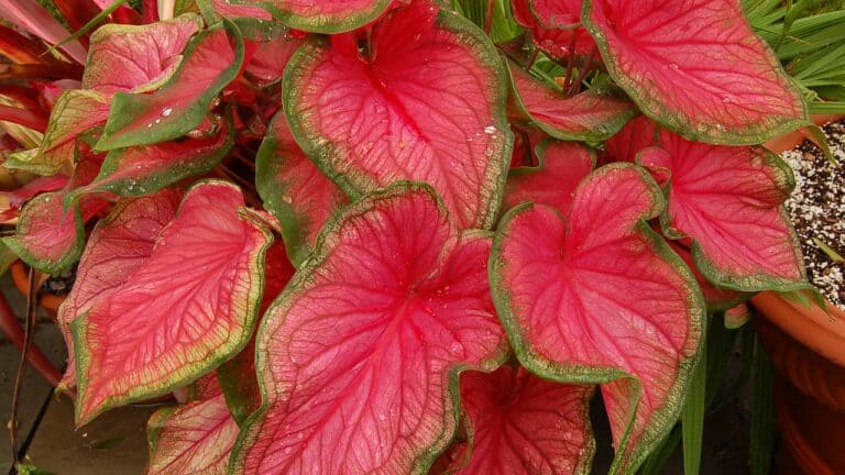 Vibrant caladium plant with heart-shaped pink leaves featuring green edges and prominent veining growing in terracotta pot