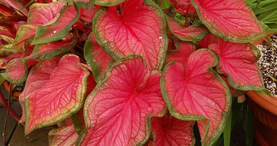 Vibrant caladium plant with heart-shaped pink leaves featuring green edges and prominent veining growing in terracotta pot