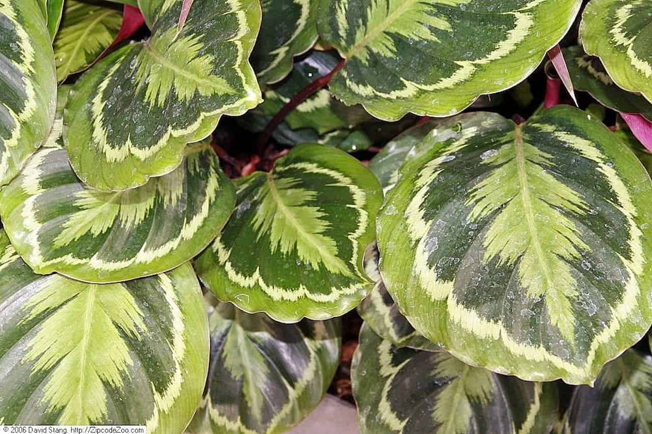 Calathea Medallion with distinctive variegated leaves showing dark green centers and yellow-green edges arranged in overlapping clusters