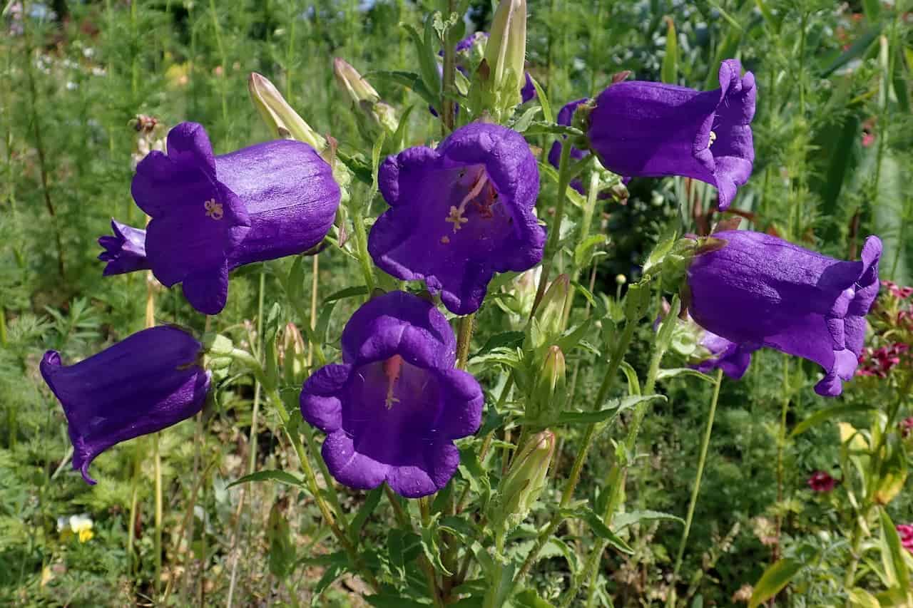 Purple bellflowers blooming in a meadow with green foliage, displaying bell-shaped blooms and unopened buds on slender stems