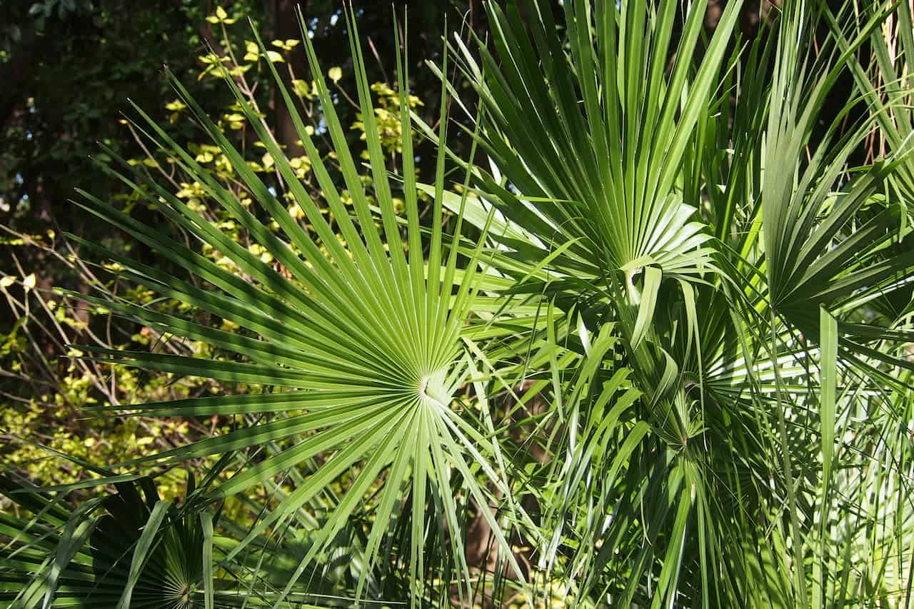 Fan palm fronds with distinctive radiating green leaves spread in circular patterns, backlit by sunlight against lush vegetation background