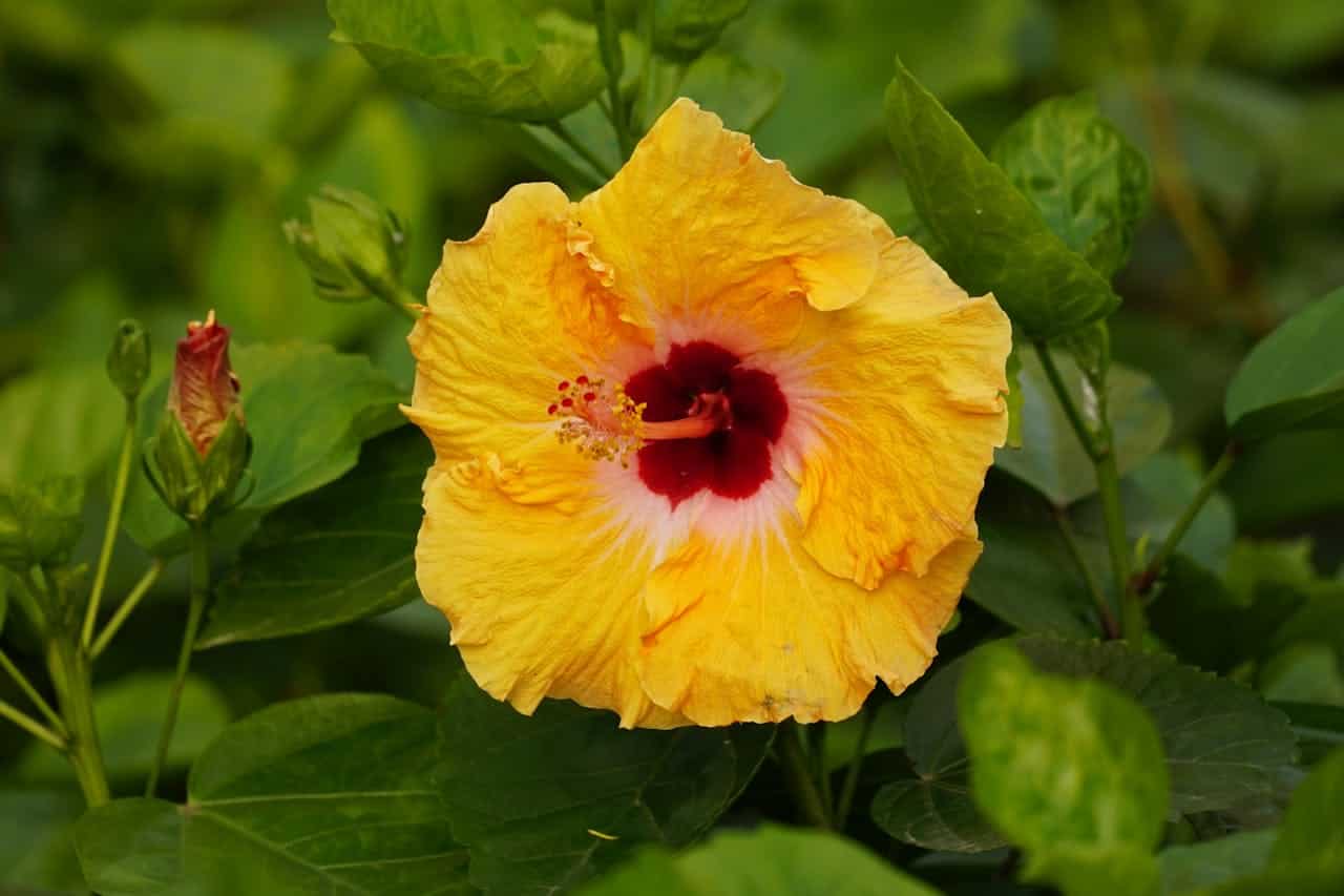 Bright yellow hibiscus flower with red center, surrounded by lush green leaves, natural garden setting