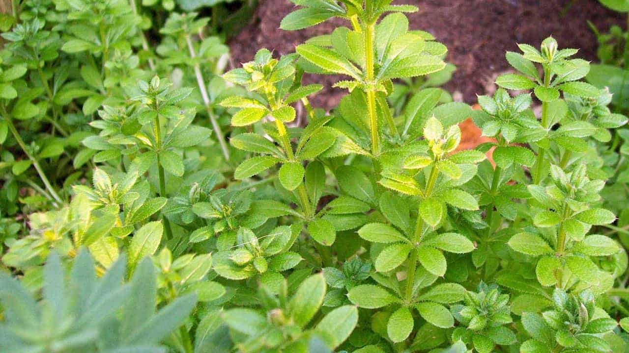 Cluster of cleavers plants with bright green whorled leaves, square stems, and fine hooked hairs, growing densely in a shaded garden area