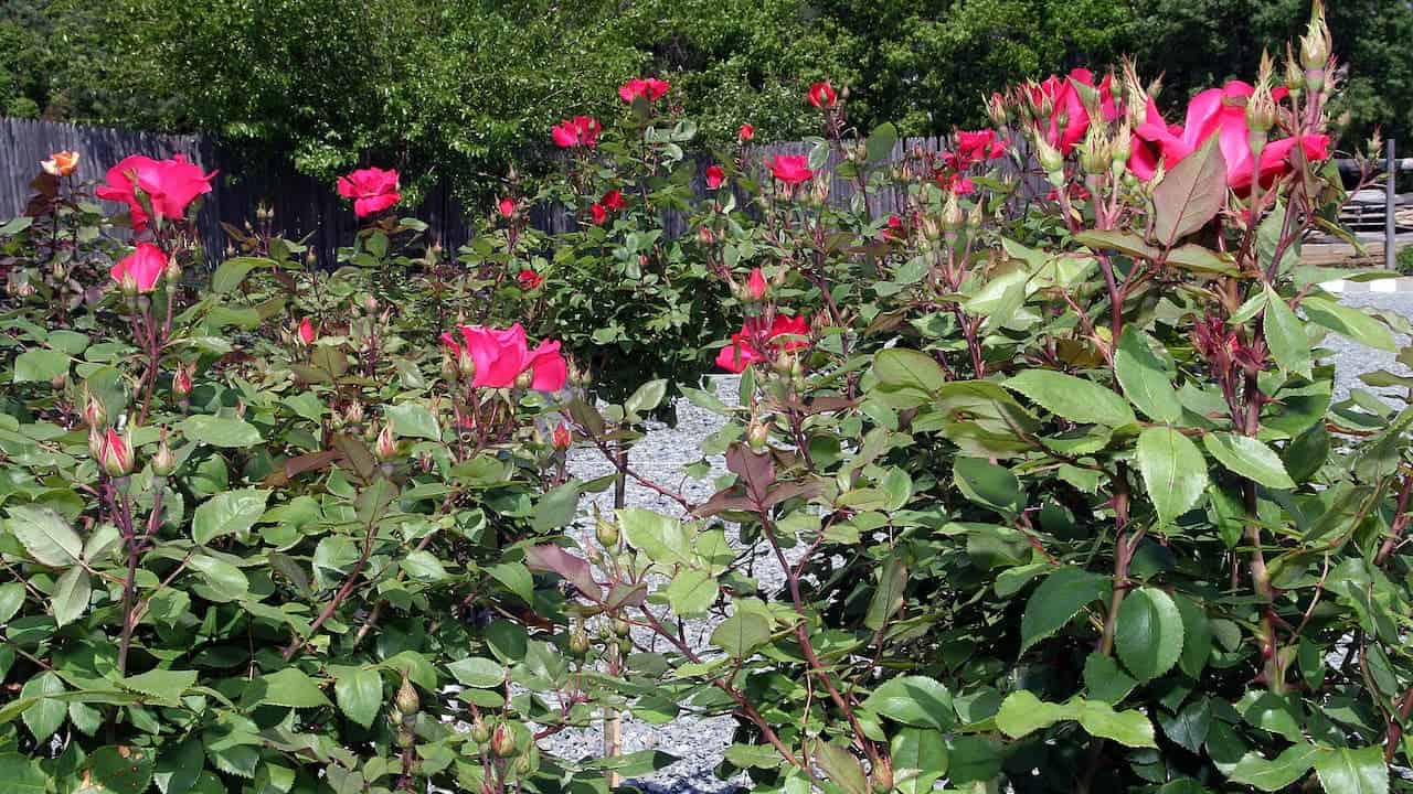 Rose bushes with bright pink blooms and numerous buds growing in a home garden. Green foliage with reddish stems contrasts with gray gravel paths. A wooden fence and trees create the background