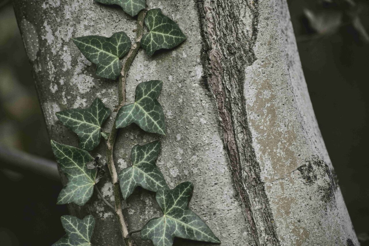 Green ivy vine, dark green leaves with white veins, climbing up the textured trunk of a tree, natural outdoor setting, shaded lighting