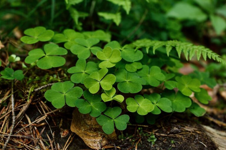 Cluster of green clover plants with three-leaf formations growing on forest floor, surrounded by pine needles, dead leaves, and glimpse of fern frond in upper right corner