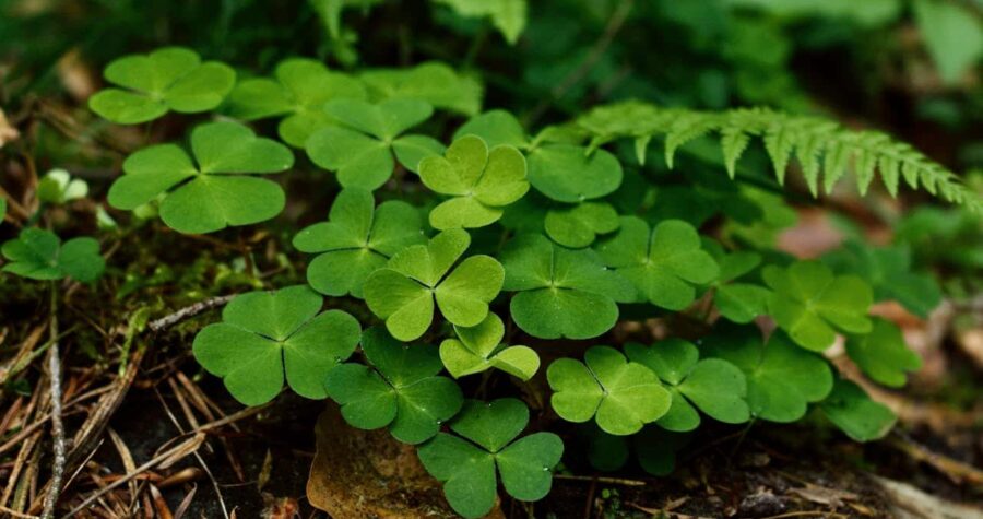 Cluster of green clover plants with three-leaf formations growing on forest floor, surrounded by pine needles, dead leaves, and glimpse of fern frond in upper right corner