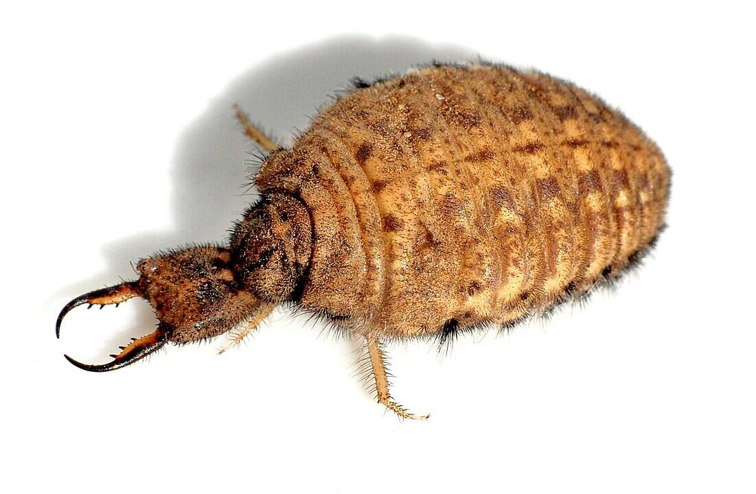 Close-up of an antlion larva with brown mottled body, visible pincer-like mandibles, and hairy texture against white background