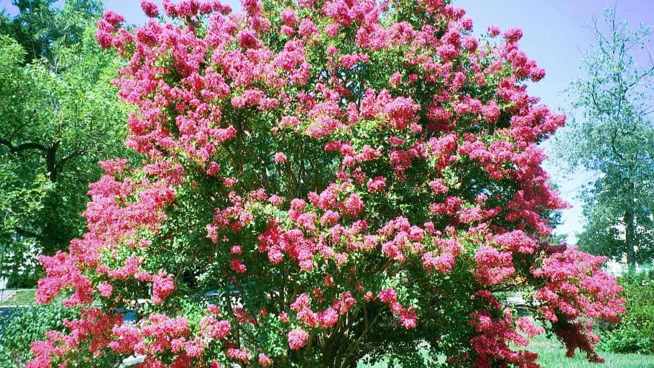 Vibrant crepe myrtle tree covered in bright pink blossoms against blue sky, surrounded by green trees in park setting