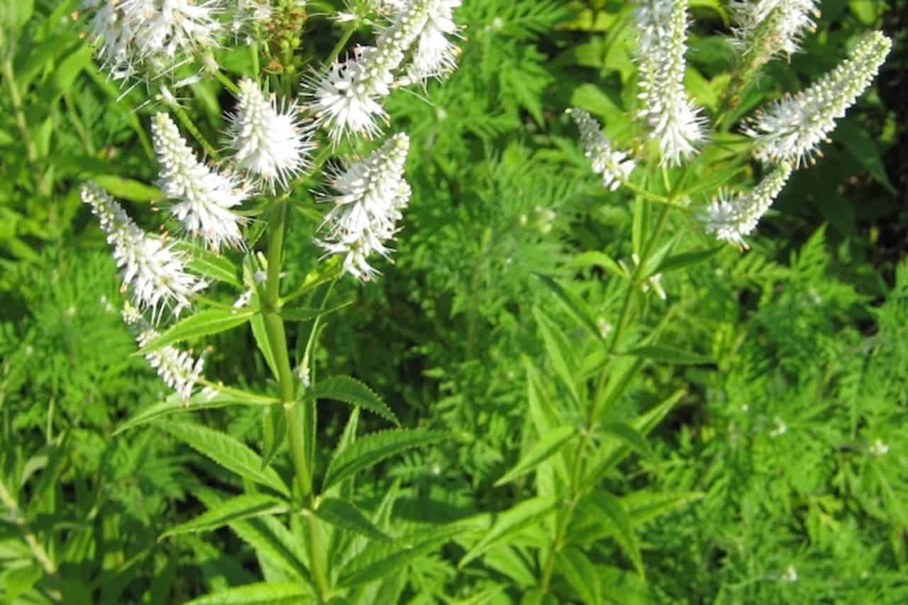 White flowering Veronicastrum virginicum (Culver's root) with slender spiky blooms rising above whorl-arranged green leaves in garden setting