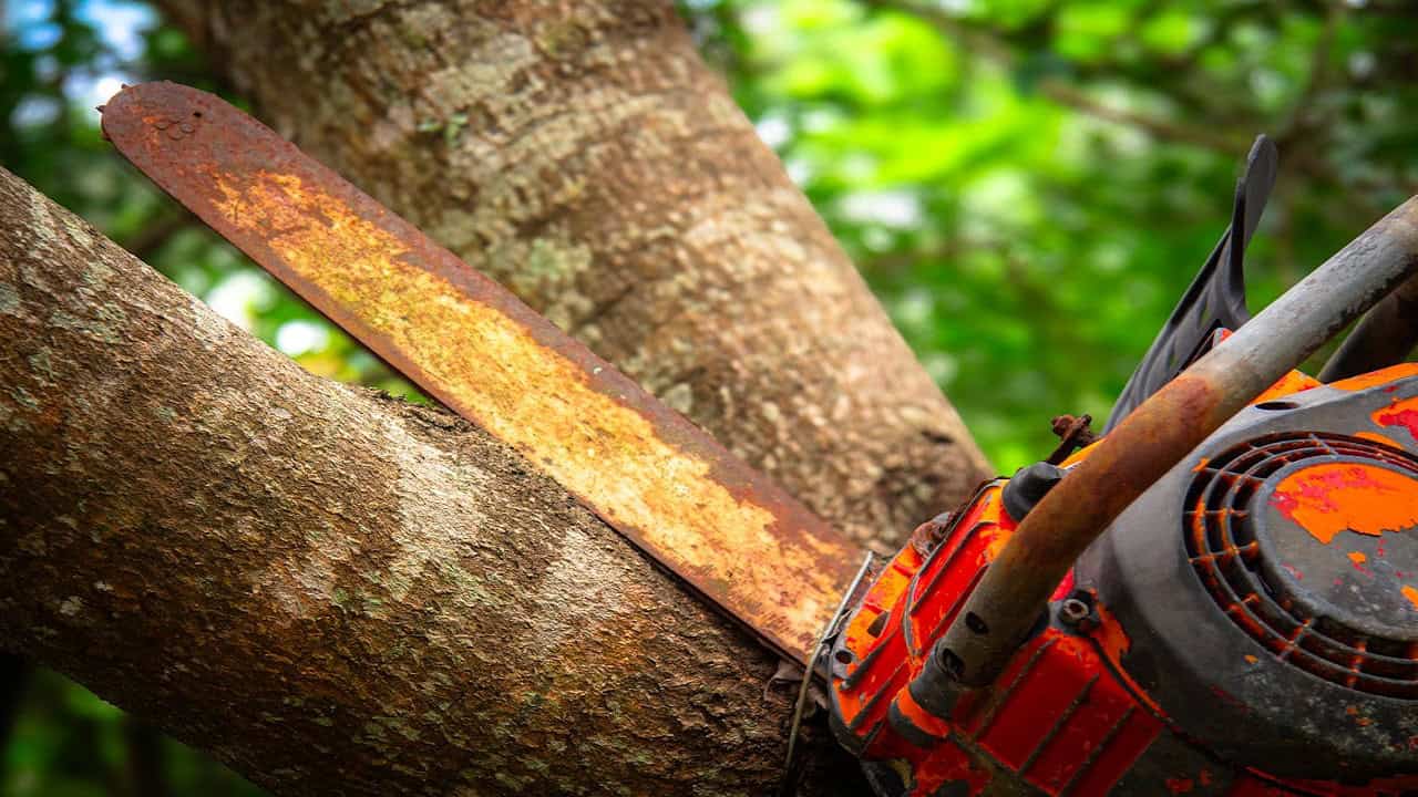Red chainsaw cutting into tree trunk with wood chips flying, green foliage blurred in background