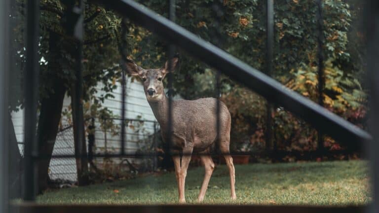 Deer in yard