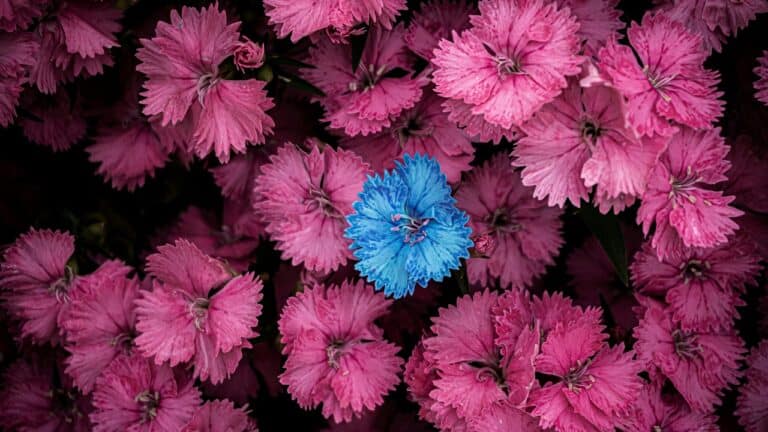 Dianthus Flowers