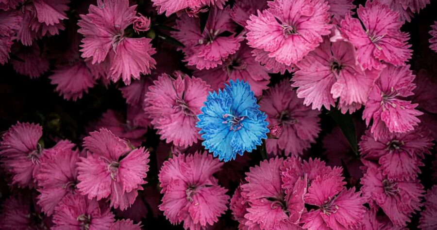 Dianthus Flowers