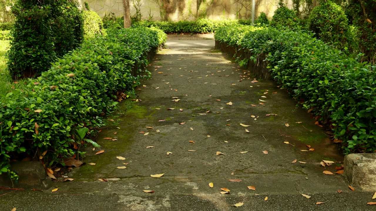 Dog running garden path