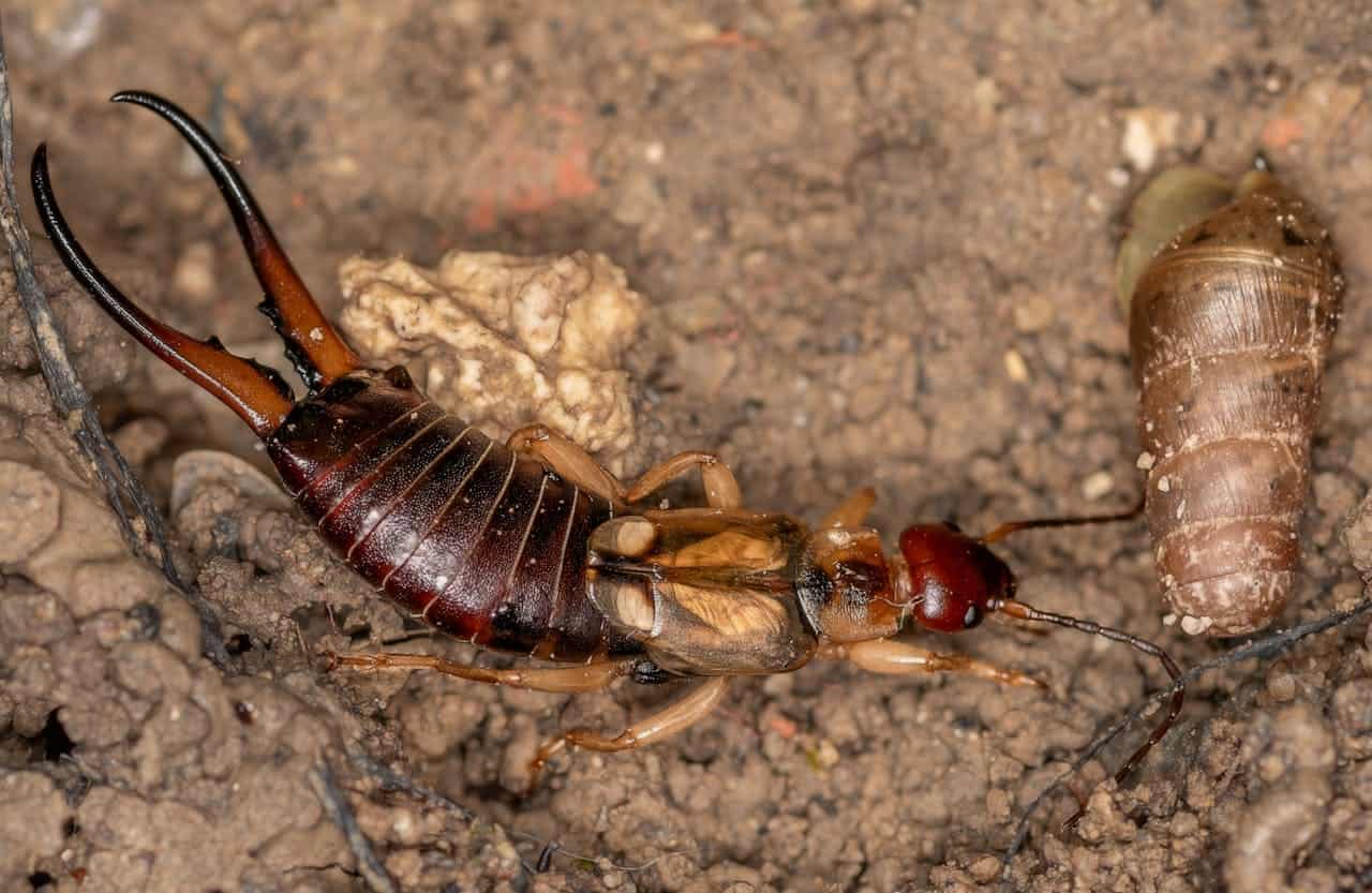Close-up of an earwig with distinctive pincers on soil surface, showing its reddish-brown segmented body, pincers, and a nearby molted exoskeleton or shed skin