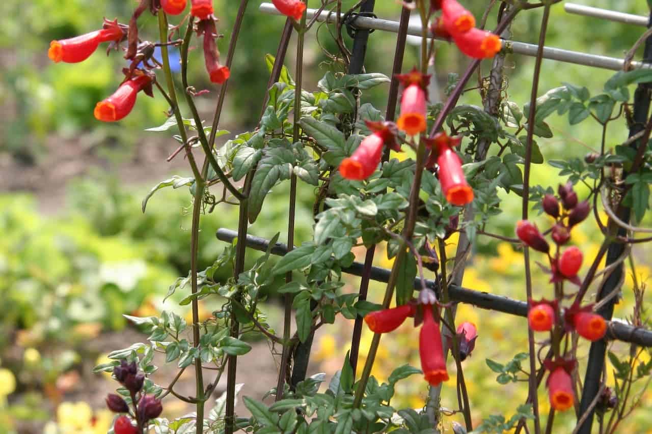 Chilean Glory Flower (Eccremocarpus scaber) with tubular red-orange flowers growing on metal garden trellis, surrounded by green foliage in garden setting