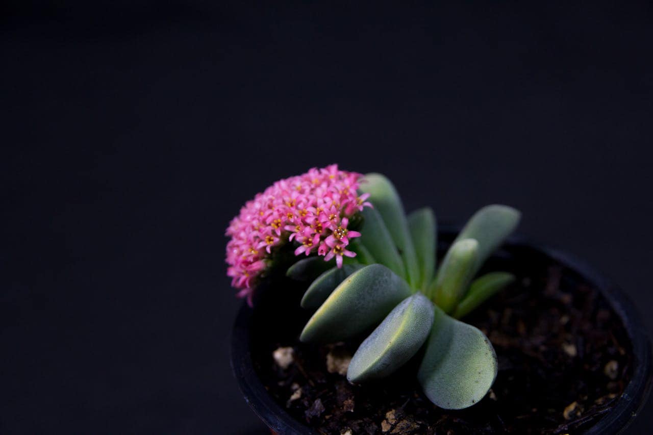 Succulent plant with thick green leaves, small pink star-shaped flowers, black background, potted in dark soil