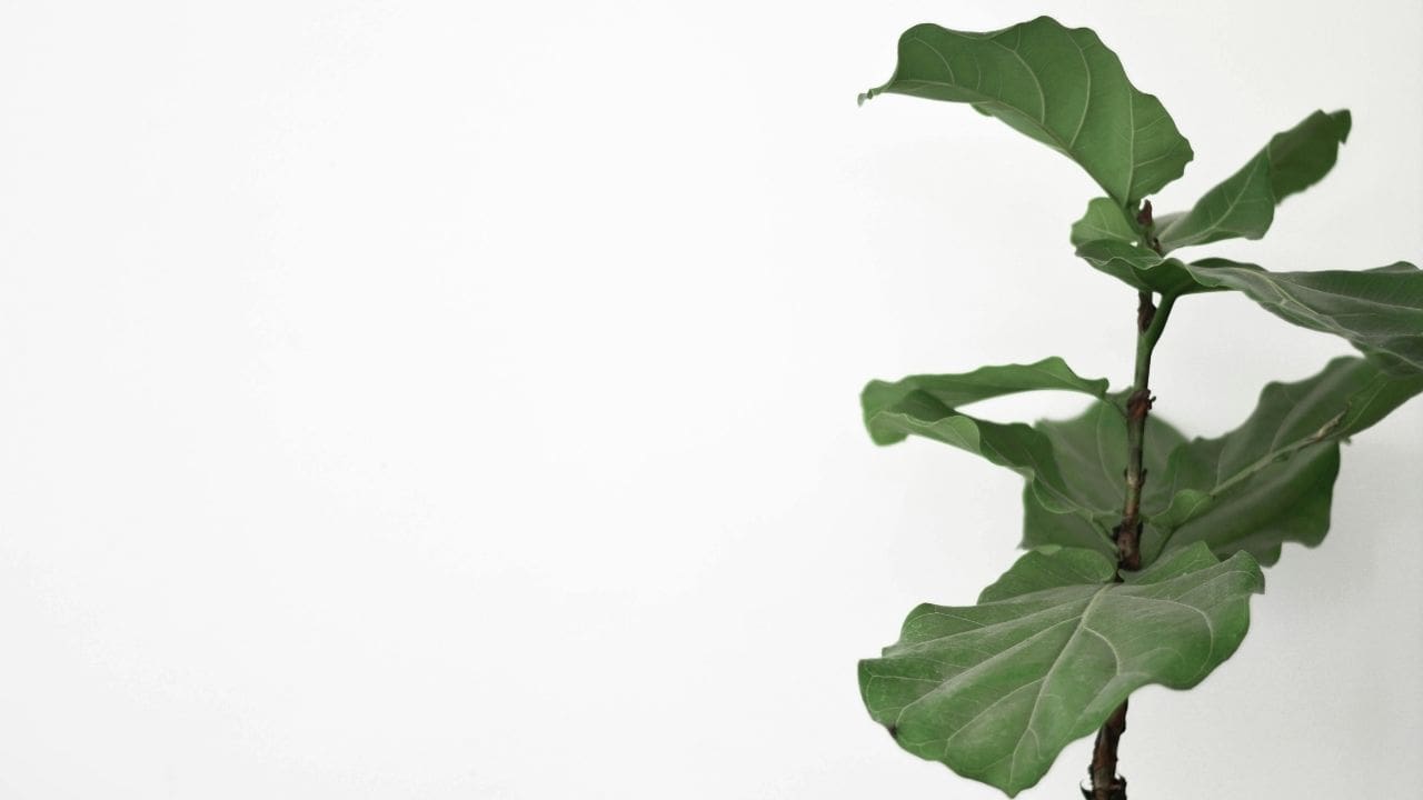 Fiddle Leaf Fig