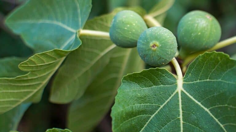 Green unripe figs growing on branch with distinctive fig leaves, developing fruit cluster, detailed leaf veins visible.