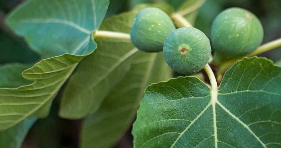 Green unripe figs growing on branch with distinctive fig leaves, developing fruit cluster, detailed leaf veins visible.