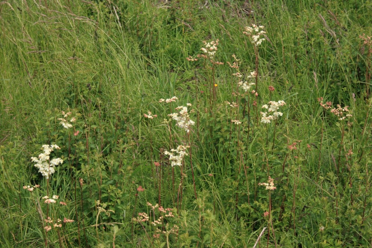 A patch of wildflowers growing among tall green grasses, several white and pink flowers scattered throughout, lush natural vegetation, vibrant greenery in the background, outdoor setting, peaceful and untended garden environment