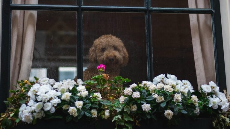Window flower box filled with white beautiful flowers featuring a house dog