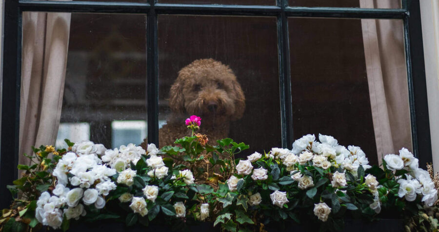 Window flower box filled with white beautiful flowers featuring a house dog