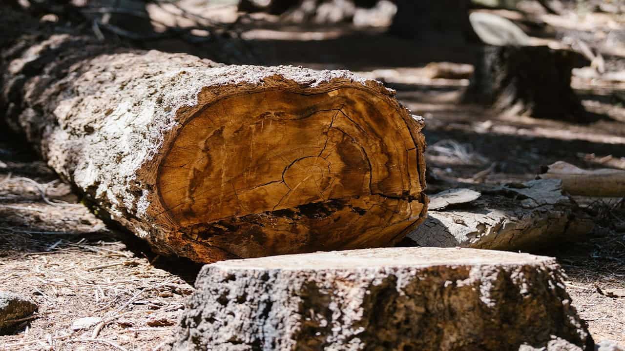 Flush cut tree trunk stump with exposed wood grain rings on wooden deck, foil visible in background