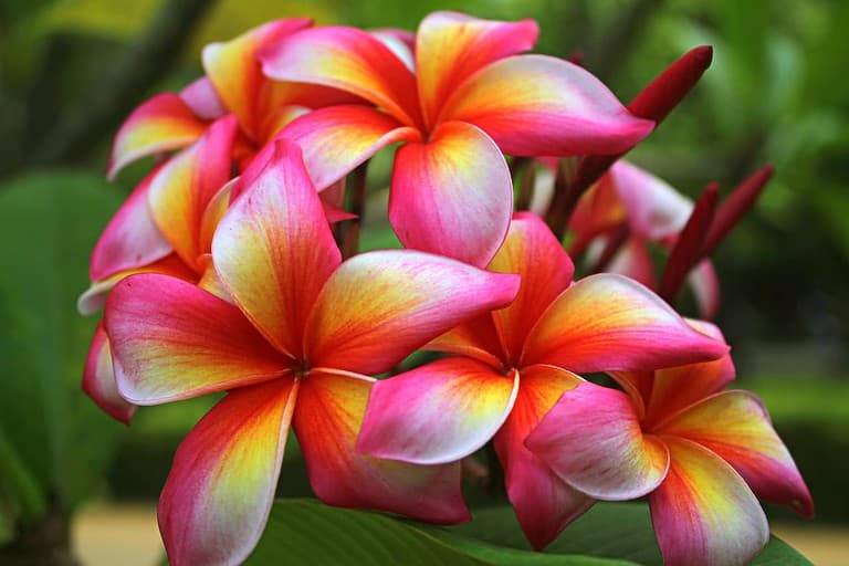 Vibrant pink and yellow plumeria flowers in bloom, clustered together with five-petaled blooms against blurred green foliage background