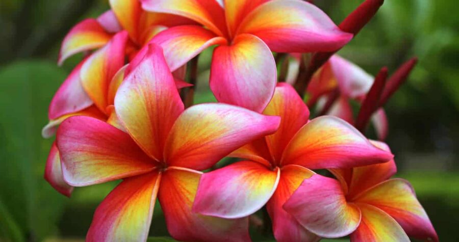 Vibrant pink and yellow plumeria flowers in bloom, clustered together with five-petaled blooms against blurred green foliage background