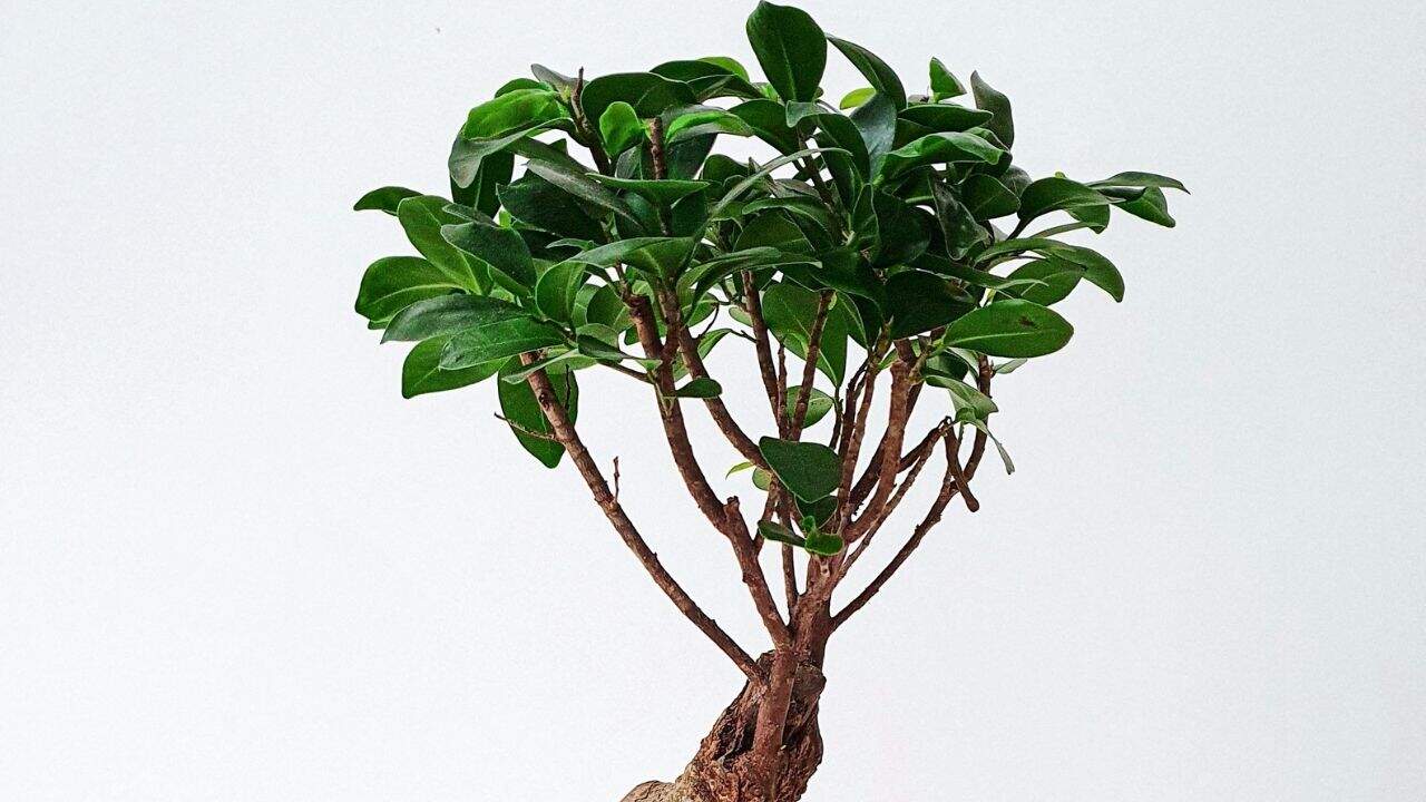 Ginseng Ficus