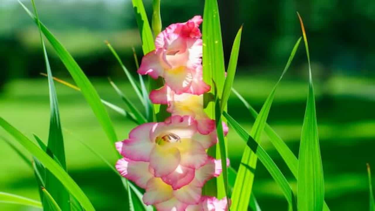 A pink and yellow gladiolus flower with ruffled petals, surrounded by long green leaves, blurred green background, bright sunlight