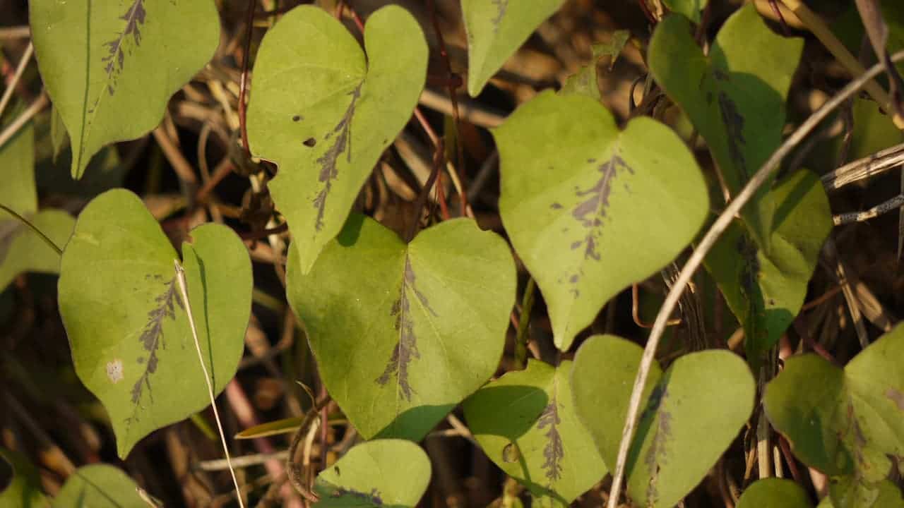 Heart-shaped green leaves with dark markings on trailing vines of hedge bindweed, interwoven among dry stems