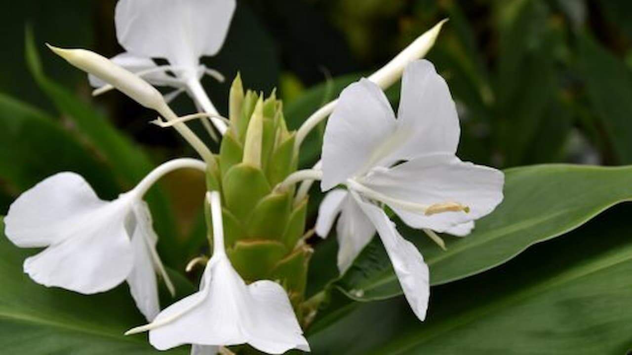 White butterfly ginger lilies in bloom, green unopened buds, broad tropical leaves, natural garden setting, delicate petals with yellow stamens