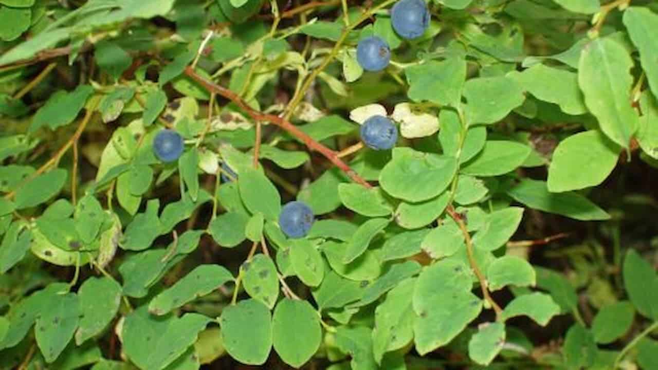 Clusters of small dark blue berries growing among dense green leaves on a bush, capturing a close-up view of wild fruit in a natural forested environment