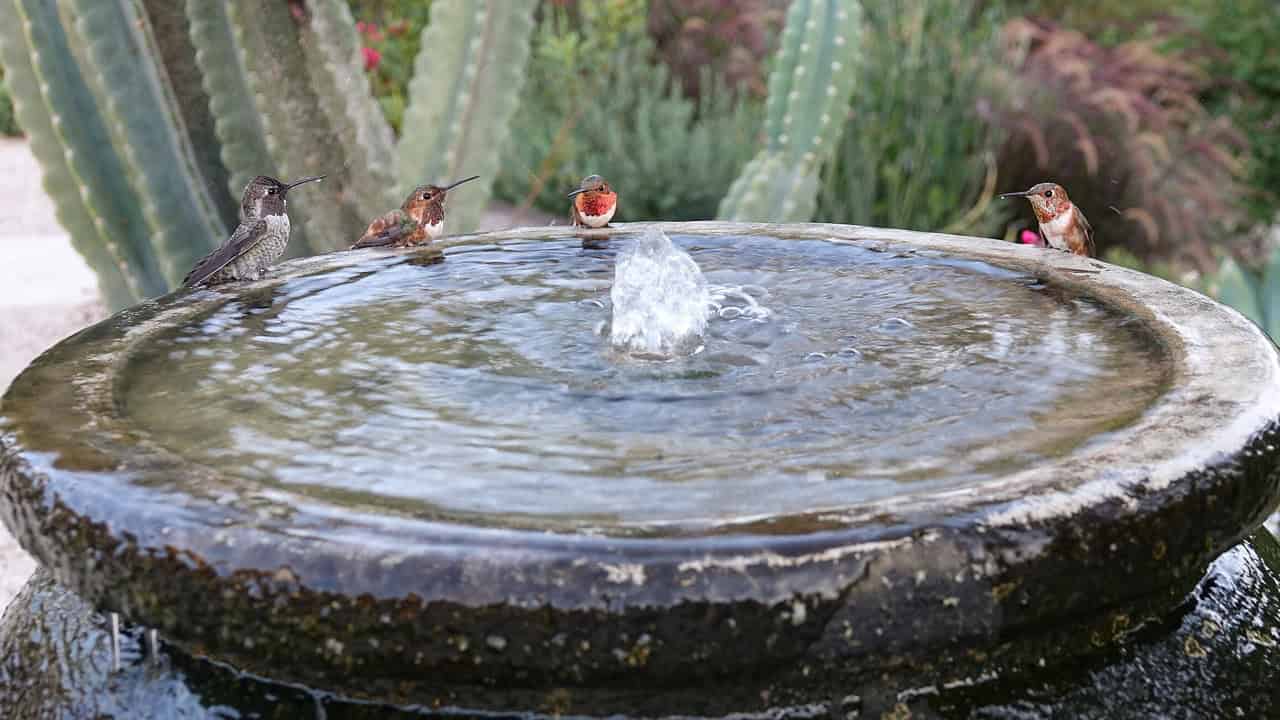 Hummingbird Bird Bath