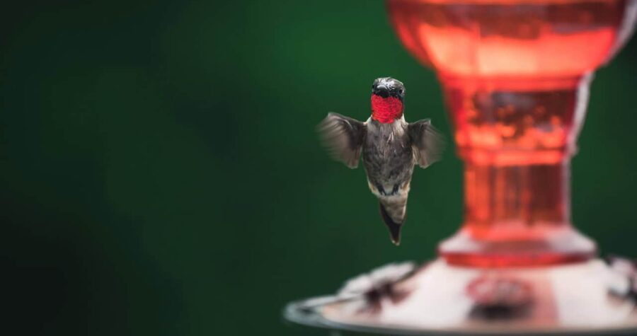 Hummingbird Feeder