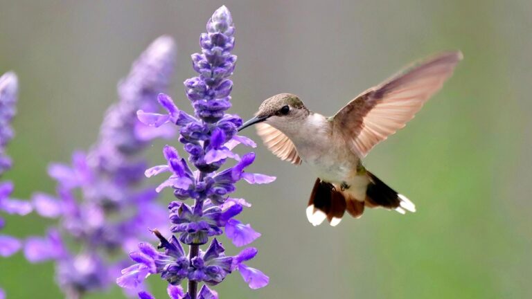 Hummingbird Salvia
